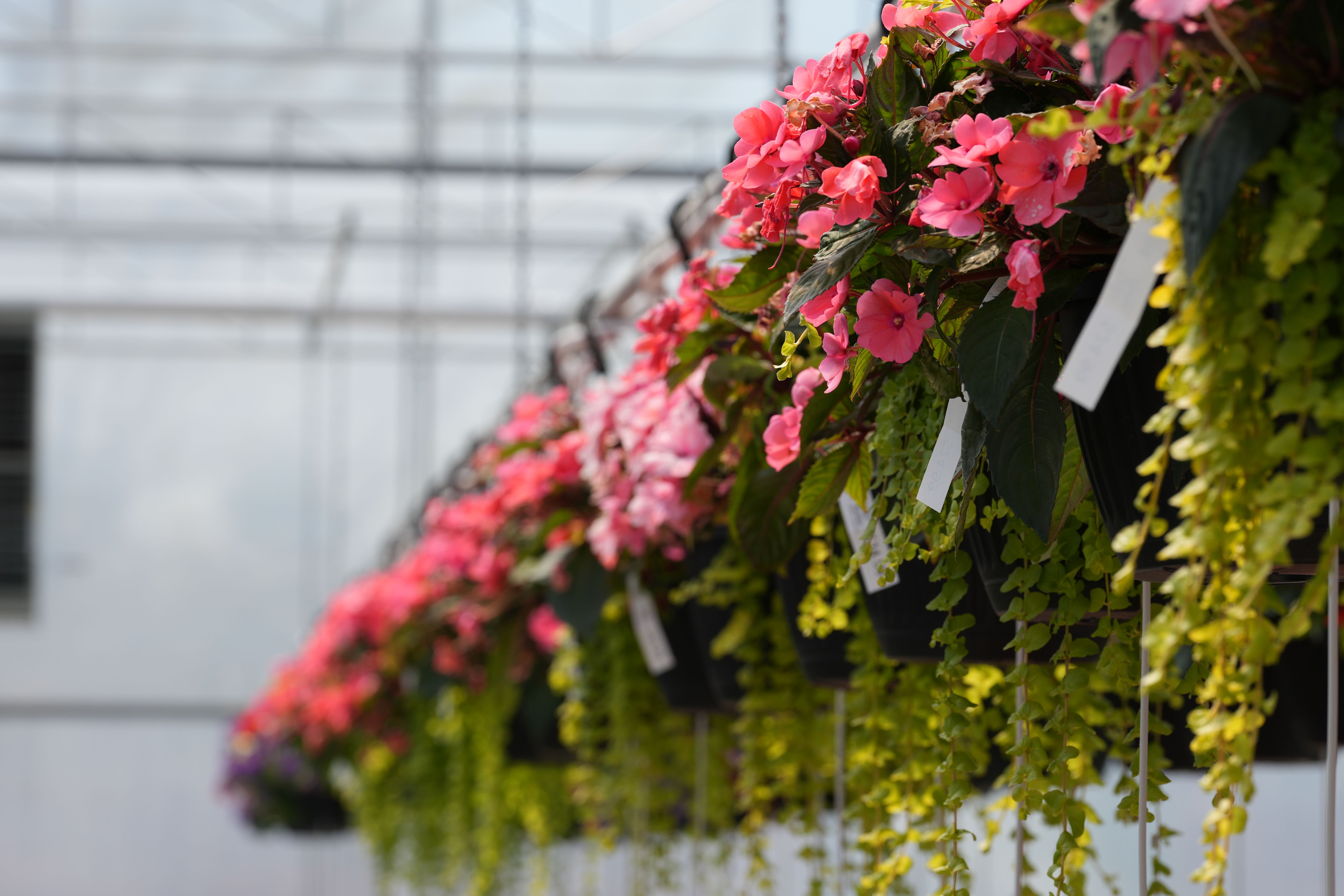 Greenhouse nursery with hanging flower baskets
