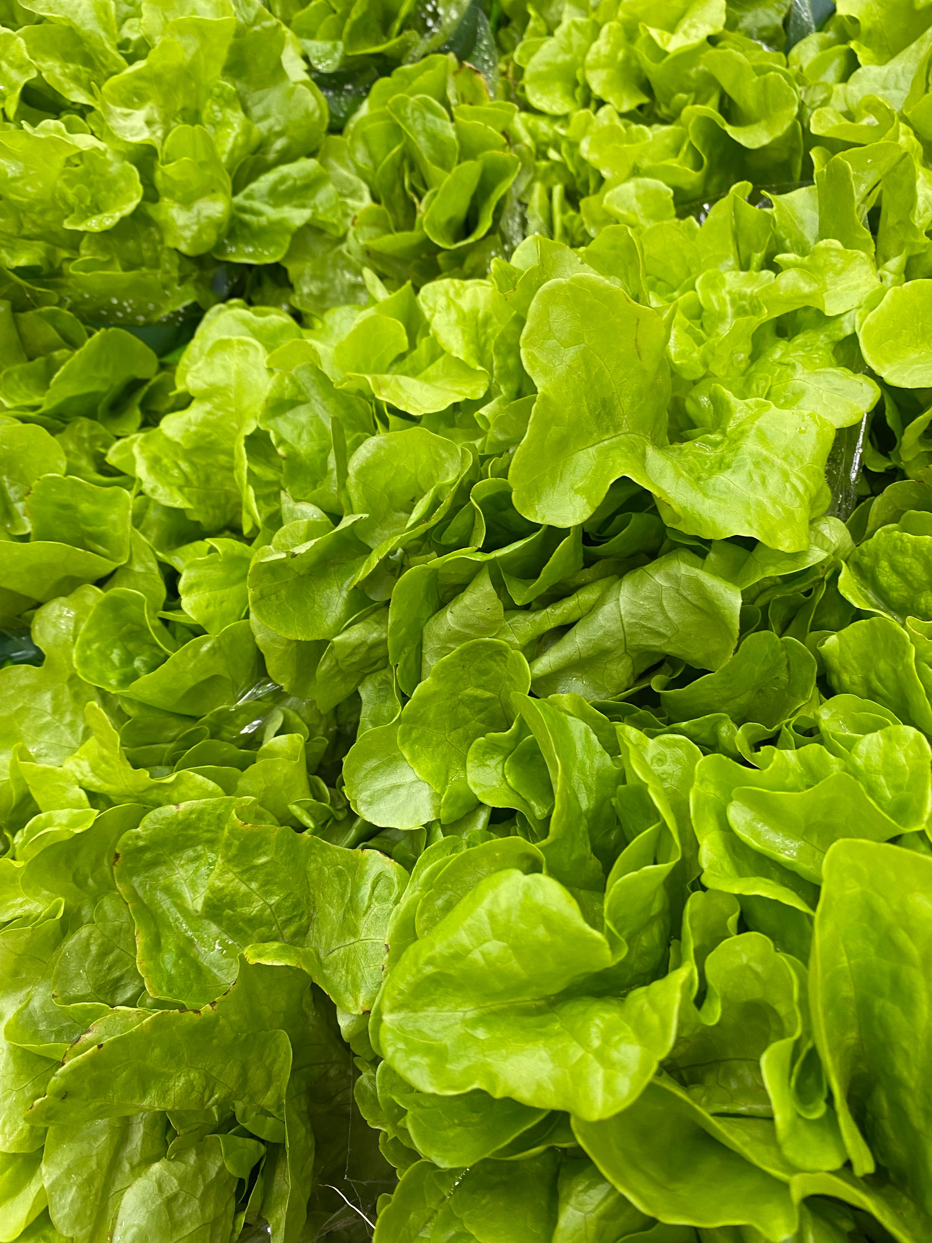 Fresh leafy green lettuce at a farm packing shed