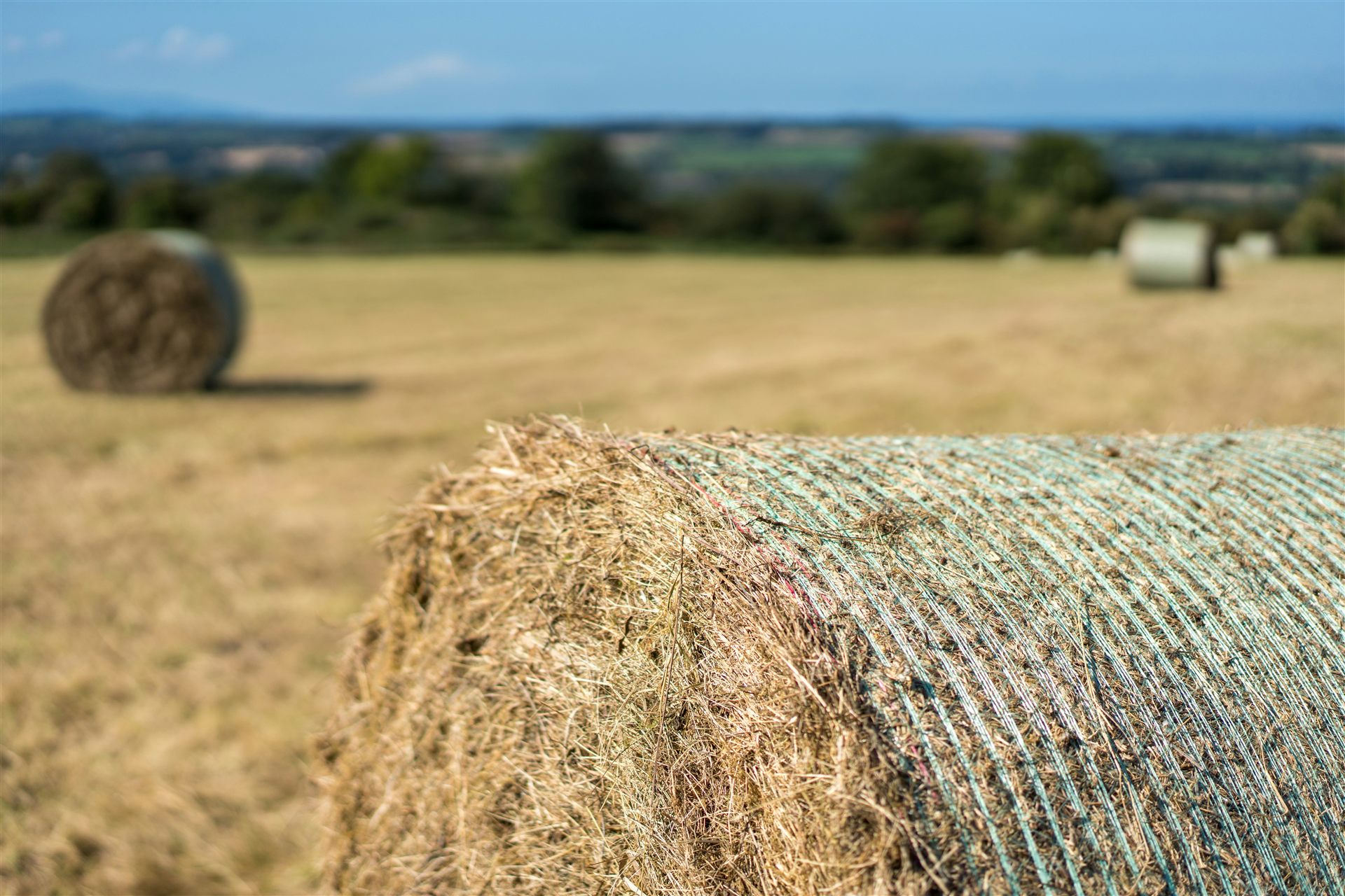 Round hay bales wrapped in field